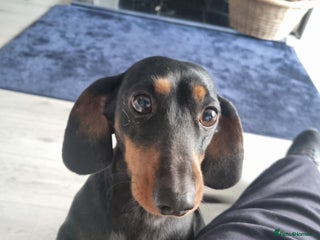 Dachshund dogs Daisy Dash. - Advert 1