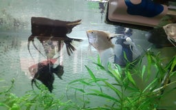Angelfish fish for sale: Angel fish, large multicoloured mixed sex - Image 6