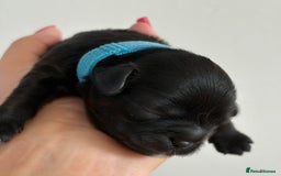 Shihpoo dogs for sale: Shipoo puppies, only 2 boys left  - Image 3