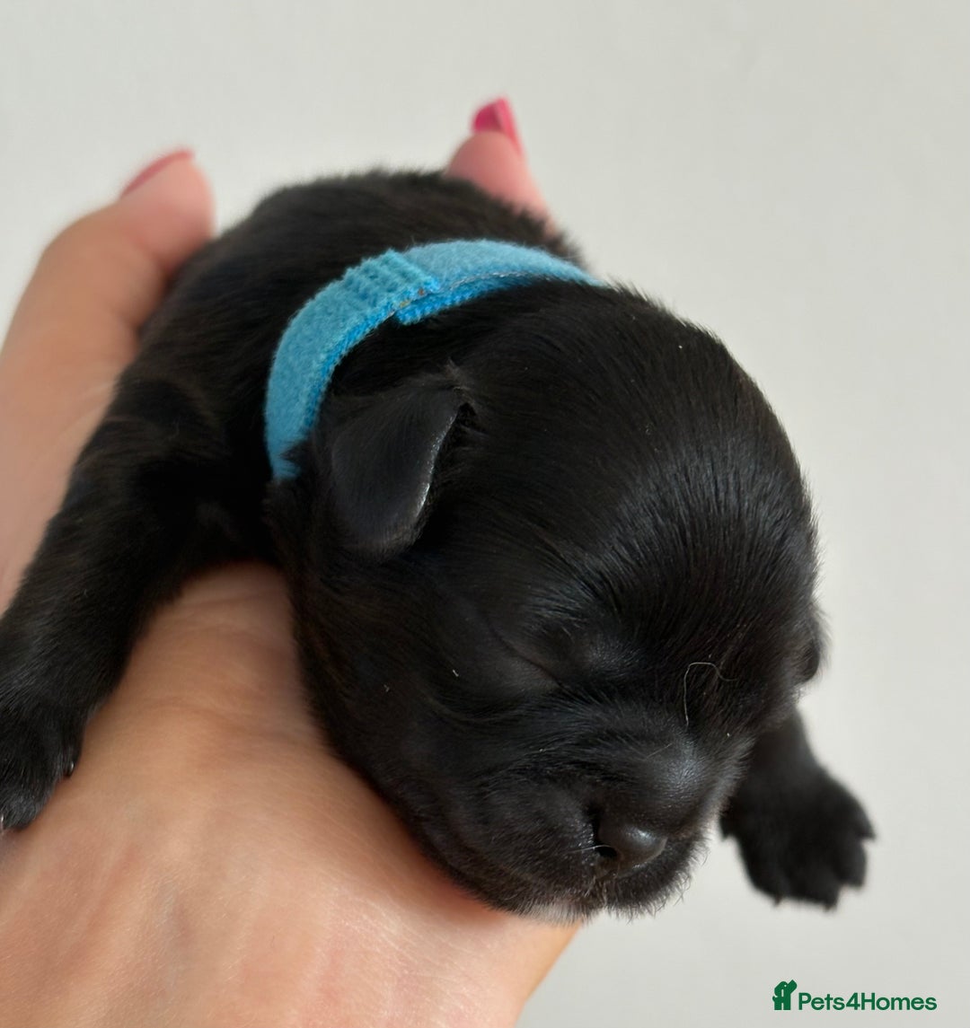 Shihpoo dogs for sale: Shipoo puppies, only 2 boys left  - Image 3