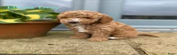 Cockapoo dogs for sale: Miniature Cockapoos Raised in Family Home  - Advert 10