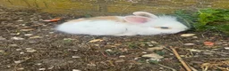 Mini Lion Lop rabbits for sale:   5 Mini Lion x lops - Advert 9