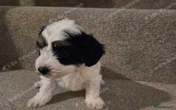 Cockapoo dogs for sale: Beautiful cockapoos for sale ready mid December - Advert 5