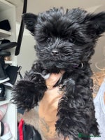 Yorkshire Terrier dogs Yorkshire terrier Black Biewer Ready To Leave ❣️❣️ - Advert 5