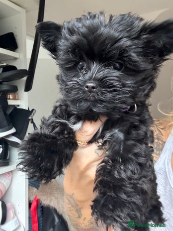 Yorkshire Terrier dogs Unique Yorkshire terrier Black Biewer Ready To GO - Advert 2