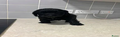 Cockapoo 3