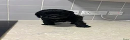 Cockapoo dogs for sale: Beautiful miniature cockapoo puppies for sale  - Advert 9