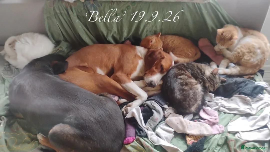 Mixed Breed dogs for adoption: Bella, 5 years approx. Available for adoption. in Brixham - Advert 2