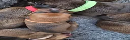 Mixed Breed dogs for sale: Cancorso cross mastiff x rottweiler pups for sale in Battle - Advert 15
