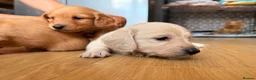 Miniature Dachshund dogs for sale: Miniature Long Haired Dachshund  - Advert 27