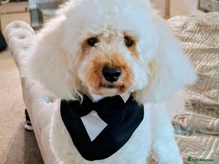 Toy Poodle dogs Toy Poodle for Stud - Advert 1