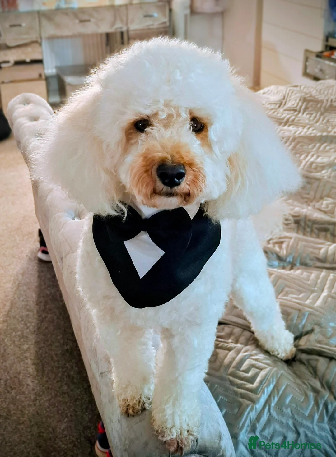 Toy Poodle dogs for stud: Toy Poodle for Stud - Advert 1