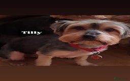 Yorkshire Terrier dogs for sale: Yorkshire terrier  - Image 1