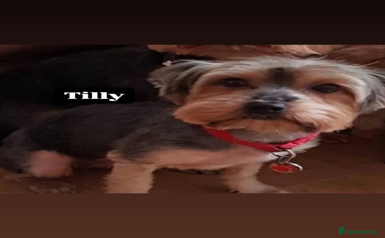 Yorkshire Terrier dogs - Advert 1