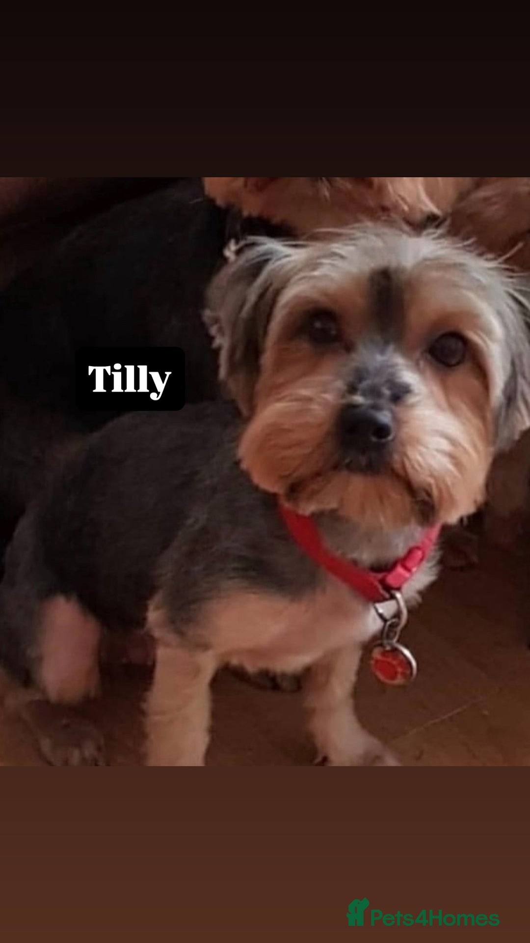 Yorkshire Terrier dogs for sale: Yorkshire terrier  - Image 1