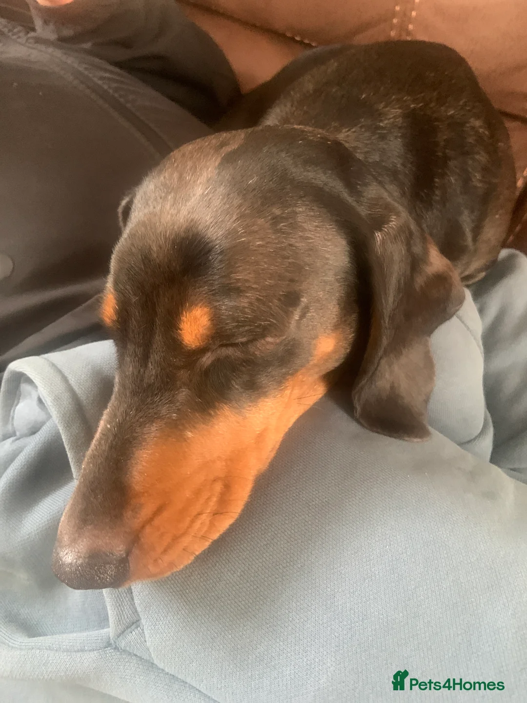 Miniature Dachshund dogs for sale: . Mini Dutch Hound Pups – Choc & Dapple - Advert 7