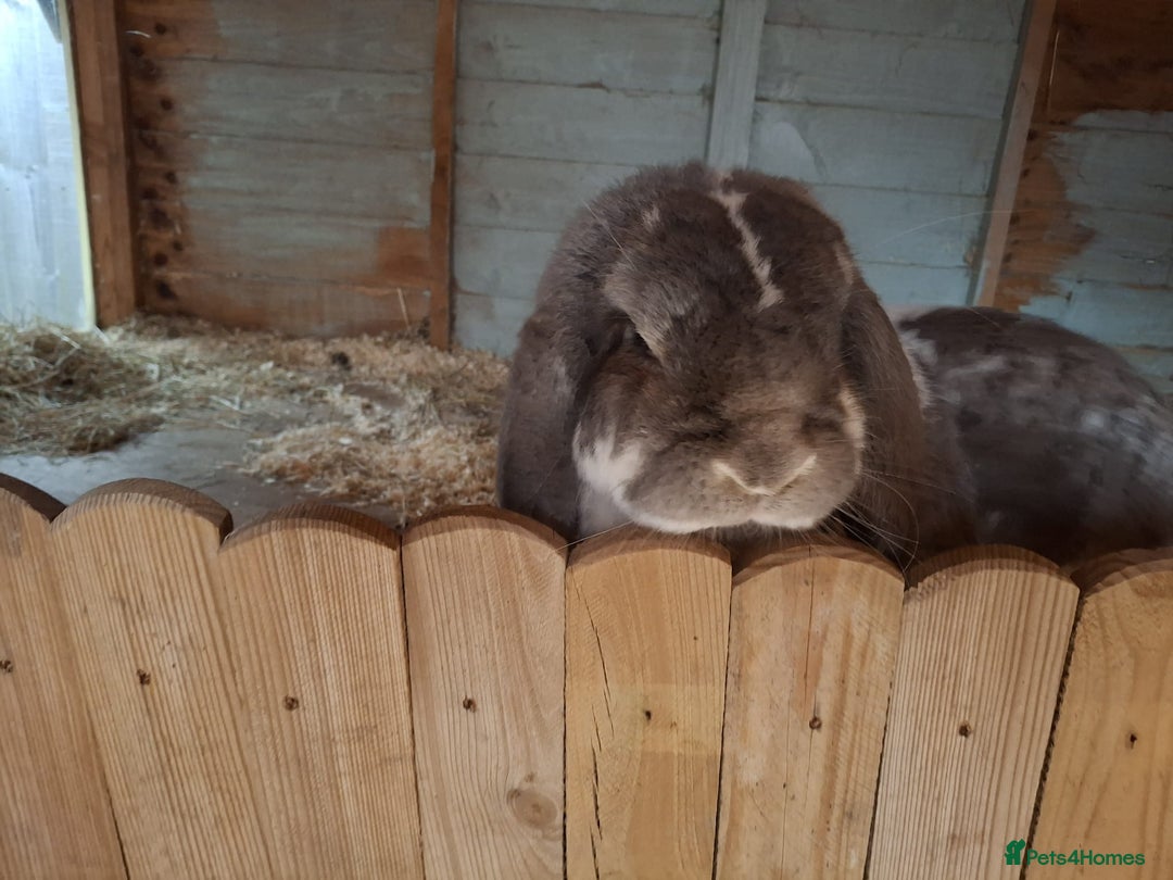French Lop rabbits for sale: 2 French lop rabbits  - Image 5