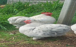 Chickens poultry for sale: 4 x lavender pekin bantams and 1 rooster - Image 8