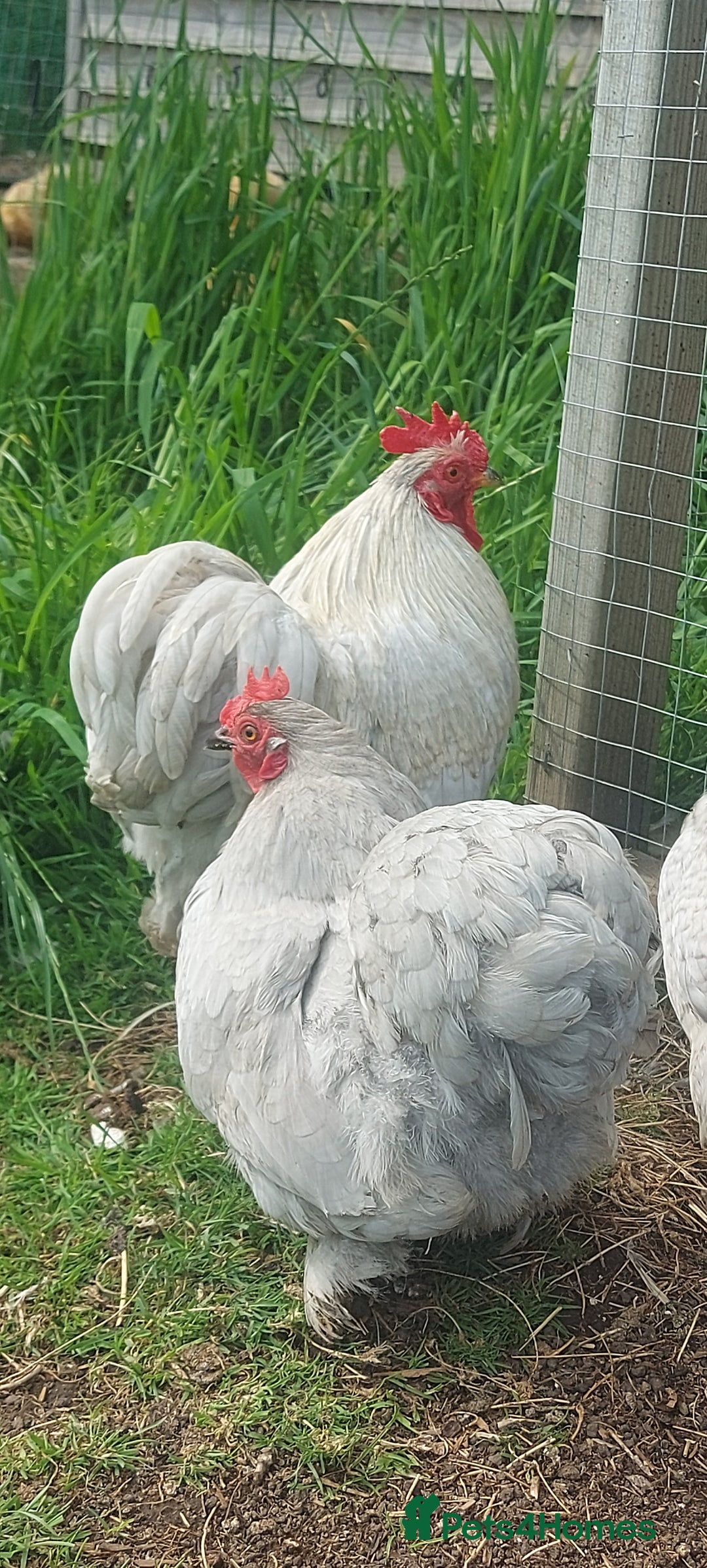 Chickens poultry for sale: 4 x lavender pekin bantams and 1 rooster - Image 8