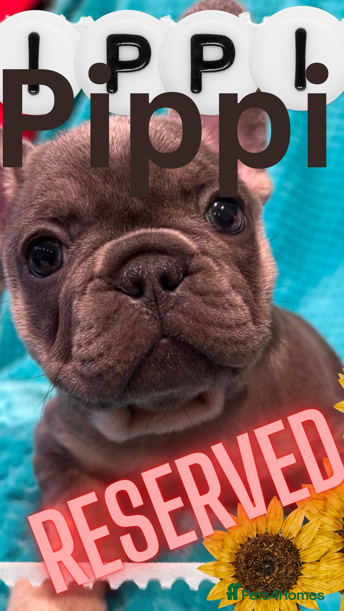 French Bulldog dogs French Bulldog puppies  - Advert 2