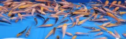 Koi Carp fish for sale: Small Medium & Large Koi Pond Fish in Chorley Carp - Advert 18