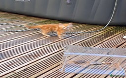 Mixed Breed cats for sale: Polydactyl mainecoon cross kittens  - Image 2