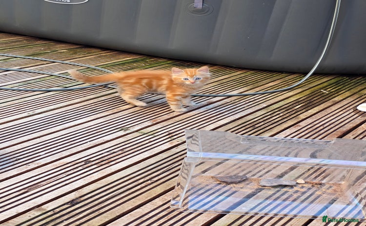 Mixed Breed cats - Advert 15