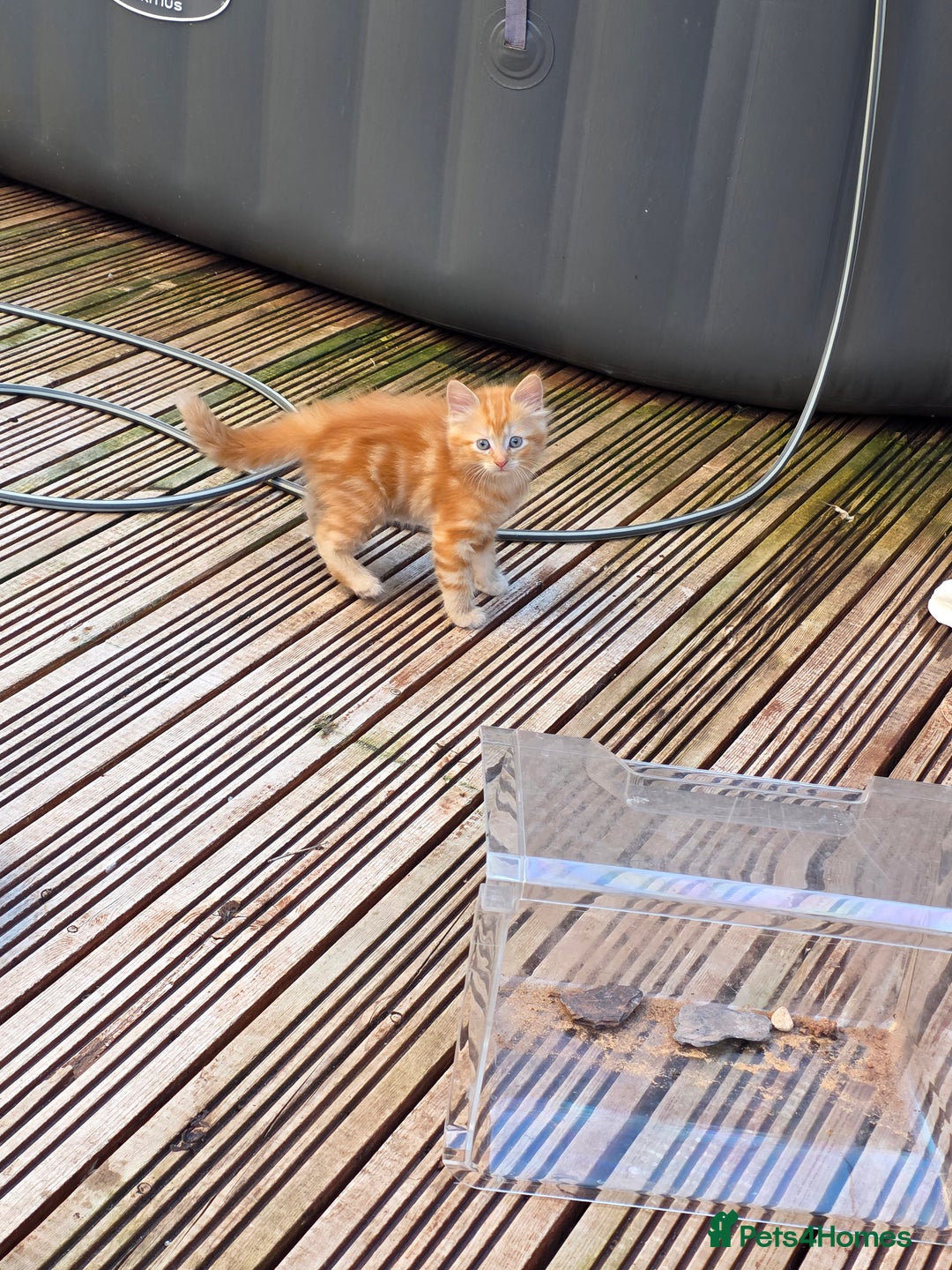 Mixed Breed cats for sale: Polydactyl mainecoon cross kittens  - Image 2