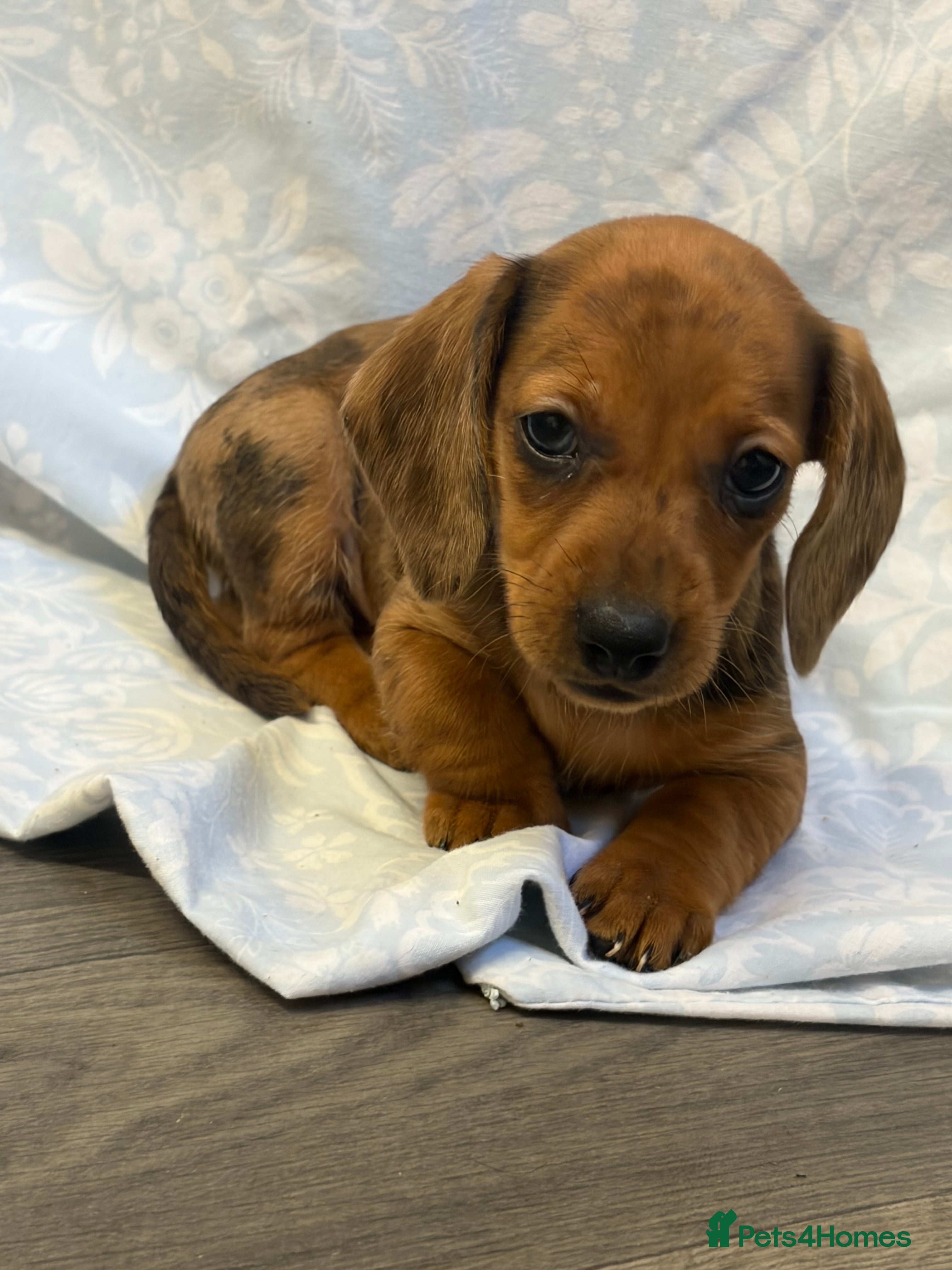 Dachshund dogs Red Dachshund Puppies! - Advert 3