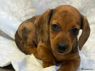 Dachshund dogs Red Dachshund Puppies! - Advert 3