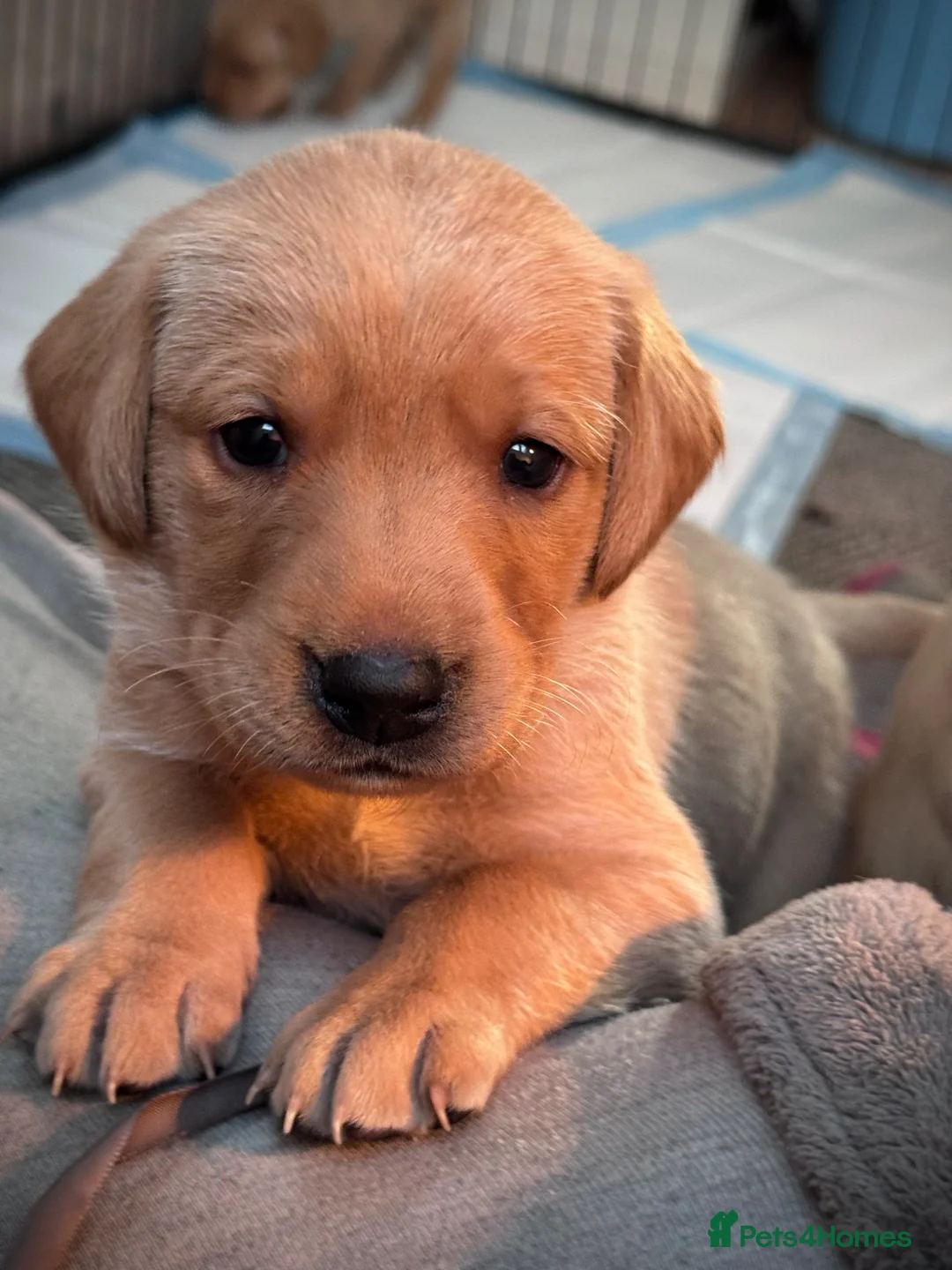 Labrador Retriever dogs for sale: Fox Red Labrador Puppies - Advert 2