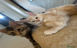 Maine Coon cats for sale: Pedigree Maine coon kittens purebreed XL in Waterlooville - Image 21