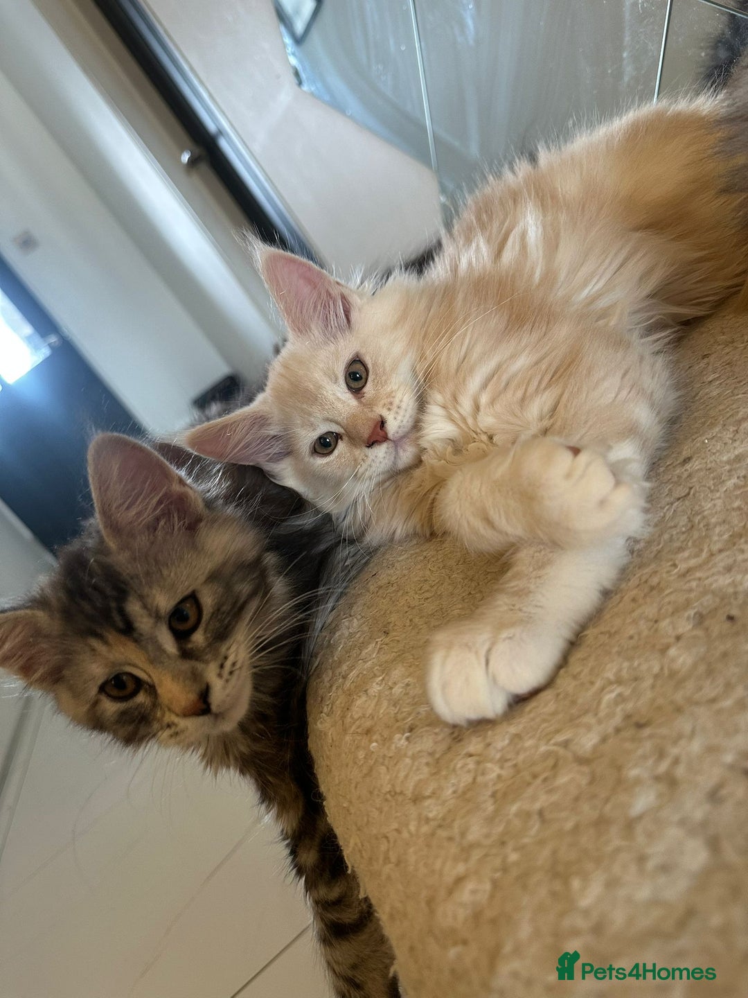 Maine Coon cats for sale: Pedigree Maine coon kittens purebreed XL in Waterlooville - Image 21