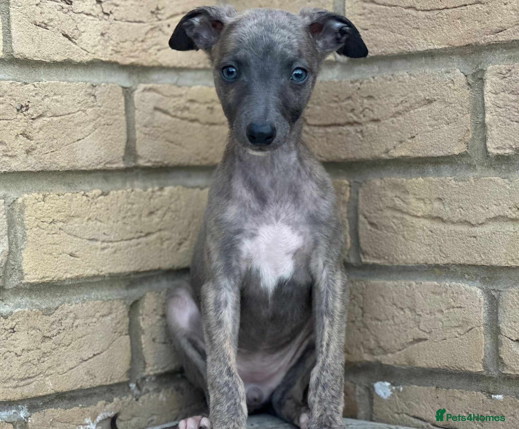 Whippet dogs for sale: Whippet pups ready now! - Advert 7