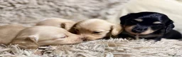 Miniature Dachshund dogs for sale: KC Longhaired Cream Miniature Dachshund Puppies - Advert 3
