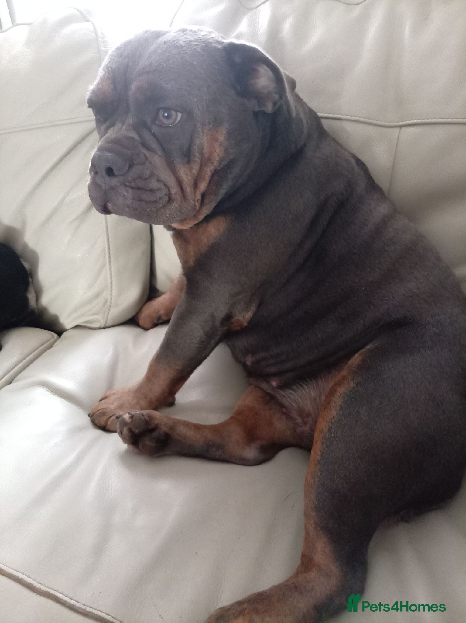 Mixed Breed dogs 2 year old friendly loyal dog - Advert 2