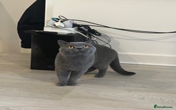 British Shorthair cats for sale: Gorgeous blue BSH son of gccf Champion(unneutered) - Image 3
