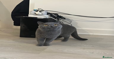 British Shorthair cats - Advert 9