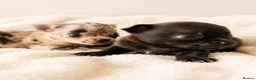 Chihuahua dogs for sale: Chihuahuas *Stunning Litter* Rare and Tiny - Advert 6