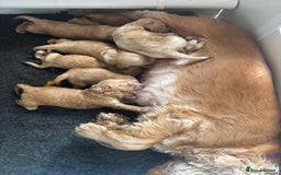 Cocker Spaniel dogs for sale: Extremely  - Image 6