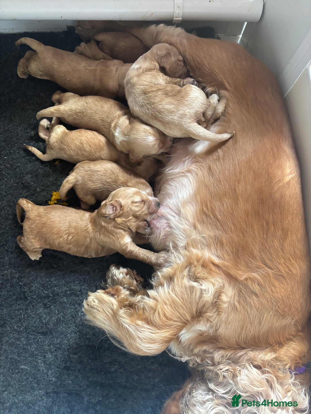 Cocker Spaniel dogs for sale: Extremely  - Image 6