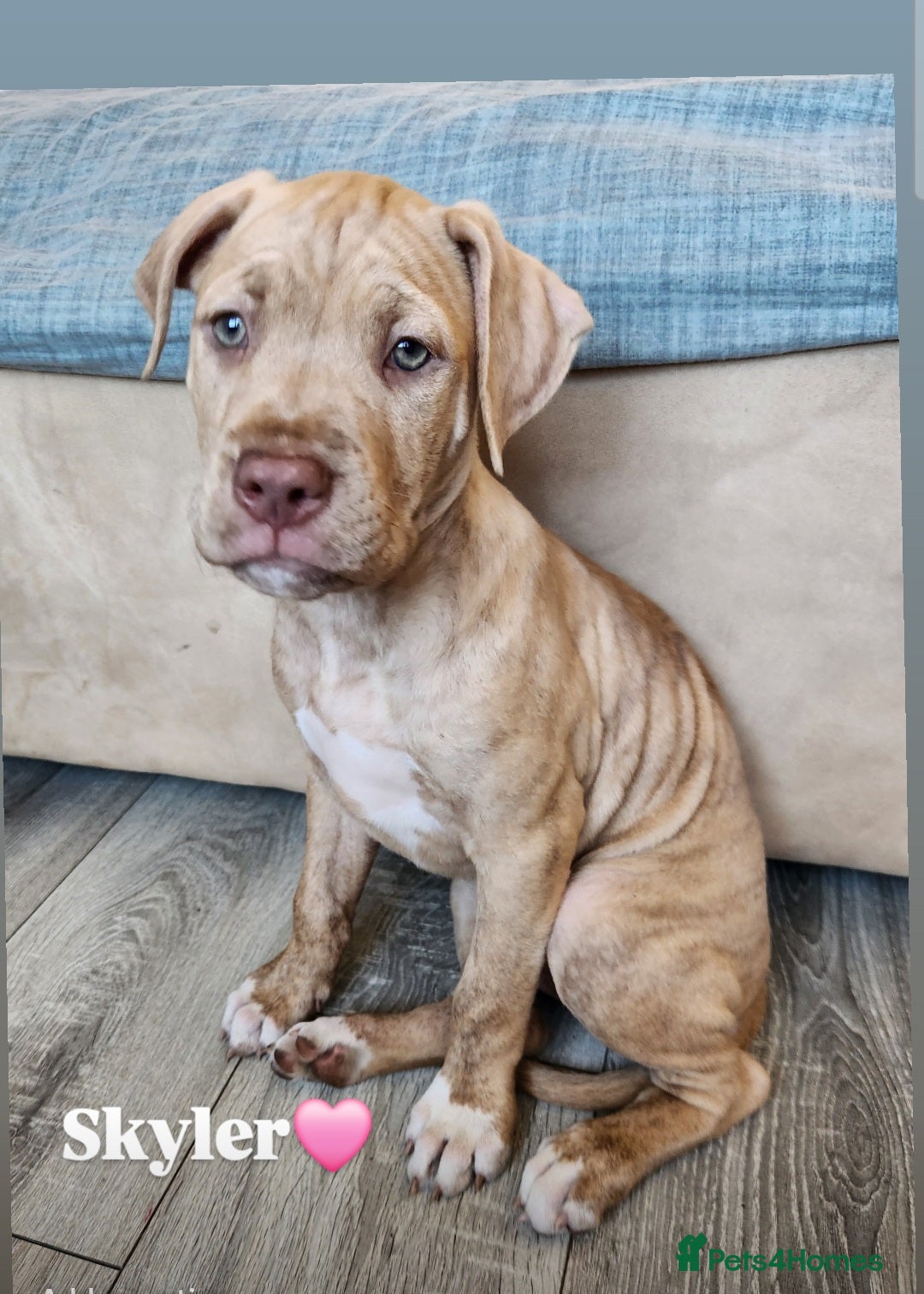 Mixed Breed dogs for sale: Bully Mix pups ‼️Reduced‼️ in Dagenham - Image 4