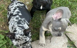 French Bulldog dogs for sale: French Bulldogs  - Image 4