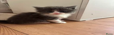 Ragdoll 2