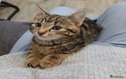 Mixed Breed cats for sale: Last kitten of litter  - Image 1