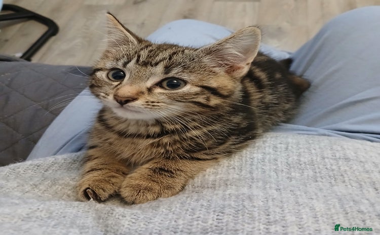 Mixed Breed cats - Advert 1