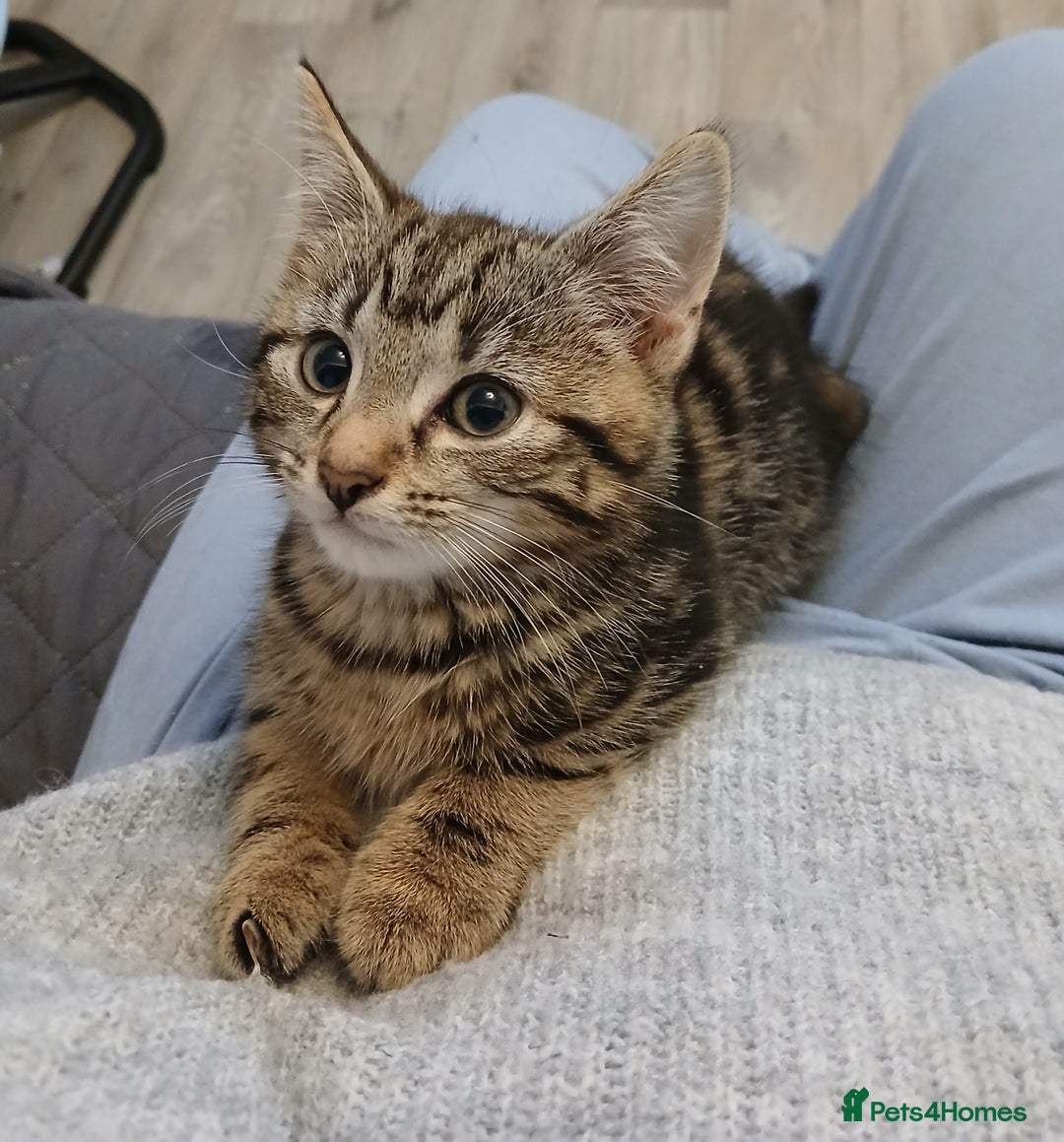 Mixed Breed cats for sale: Last kitten of litter  - Image 1