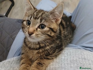 Mixed Breed cats - Advert 1