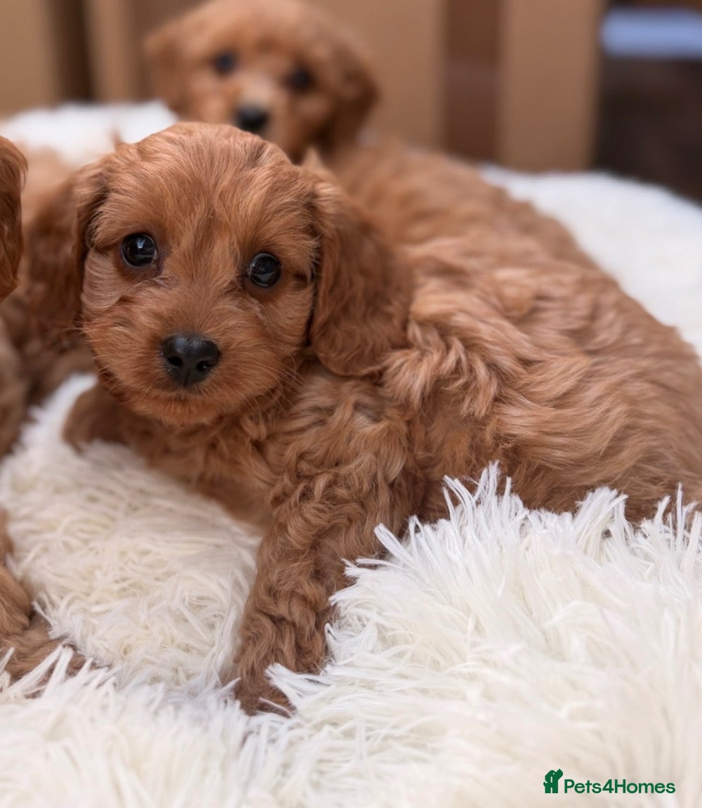 Cavapoo dogs READY NOW CAVAPOOS 💕 - Advert 4