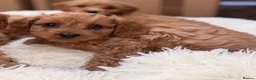 Cavapoo dogs for sale: 💕 beautiful cavapoos ready next week 💕 - Advert 7